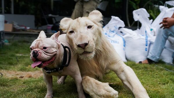 Домашний лев позирует с собакой, Камбоджа - Sputnik Казахстан