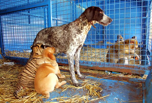 Приемная мать кормит тигренка, как одного из своих щенков, Франция - Sputnik Казахстан