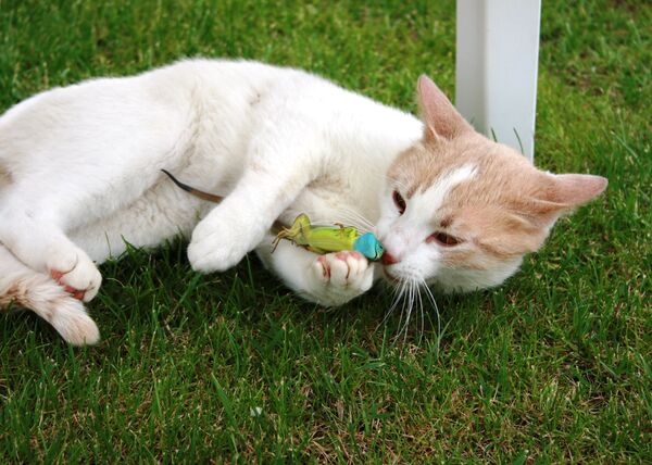 Белый кот играет с ящерицей - Sputnik Казахстан