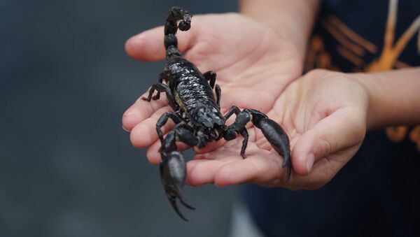 Десятисантиметровый тропический скорпион в руках у мальчика десяти лет - Sputnik Казахстан