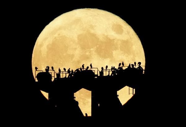 Необычные зрители Олимпиады - силуэты птиц на фоне восходящей полной Луны над стадионом в Токио - Sputnik Казахстан