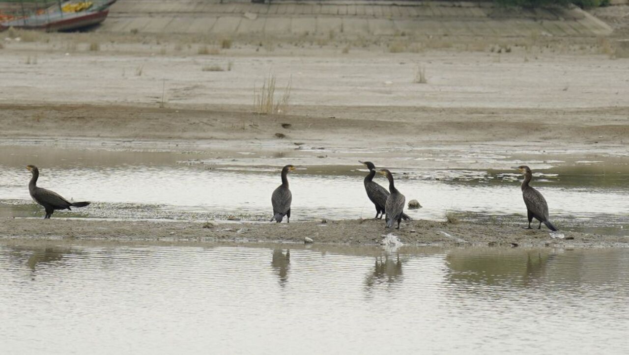 Бакланы на пляже: алматинский Сайран оказался без воды - фотофакт -  30.07.2021, Sputnik Казахстан