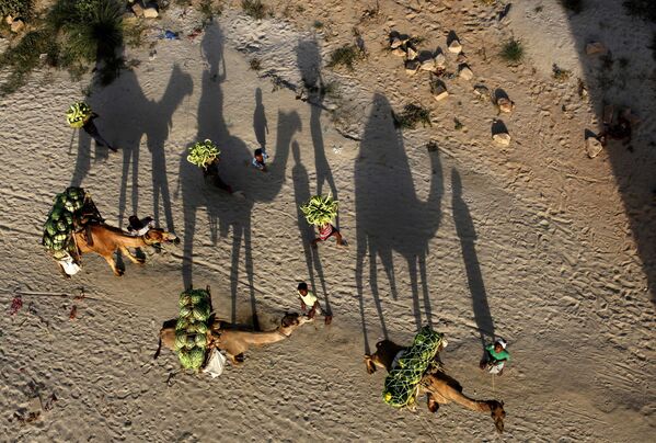 Индийские фермеры с верблюдами с арбузами в Аллахабаде - Sputnik Қазақстан