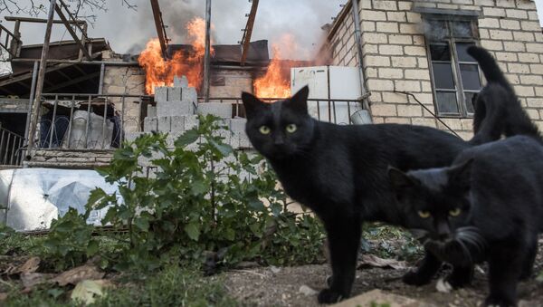 Кошки неподалеку от горящего дома в поселке Карегах в Нагорном Карабахе - Sputnik Казахстан