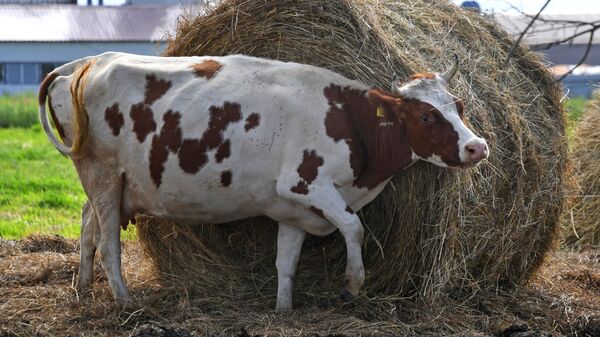 Корова на ферме, архивное фото - Sputnik Казахстан