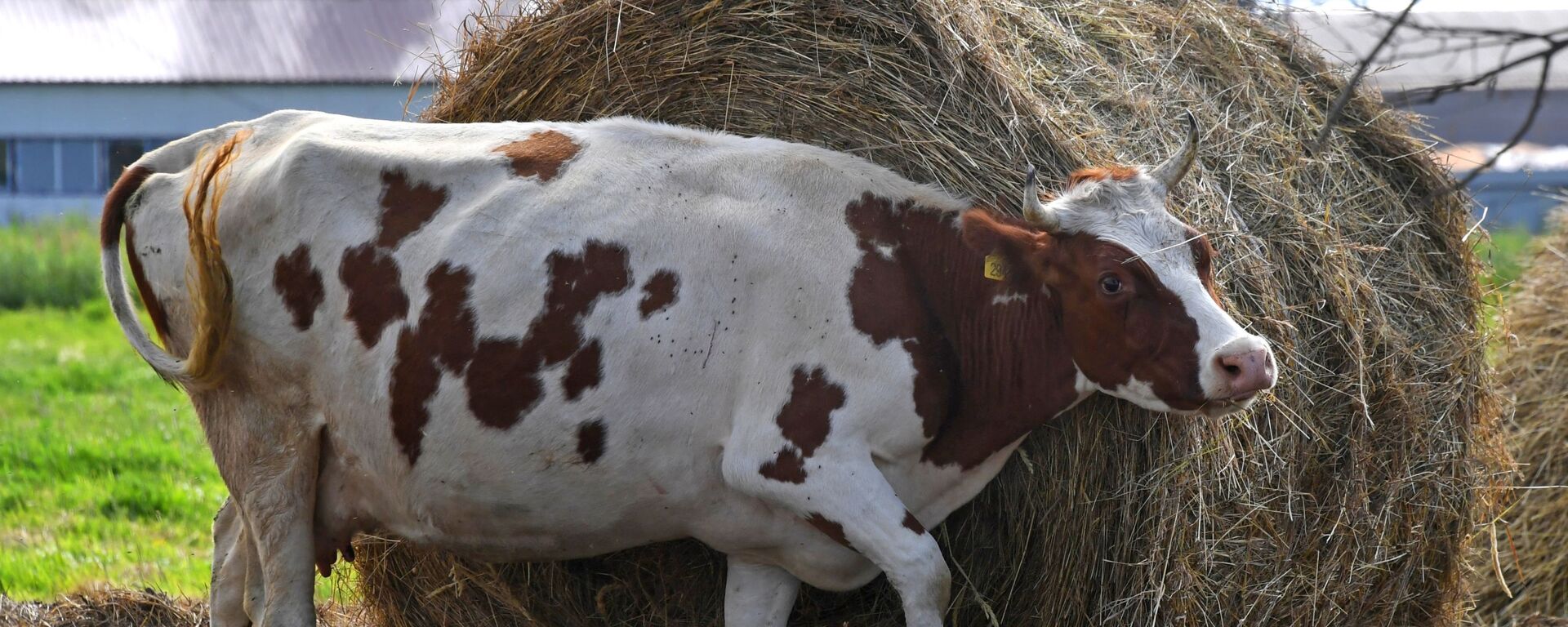 Корова на ферме, архивное фото - Sputnik Казахстан, 1920, 01.03.2023