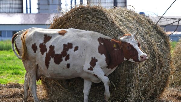 Корова на ферме, архивное фото - Sputnik Казахстан