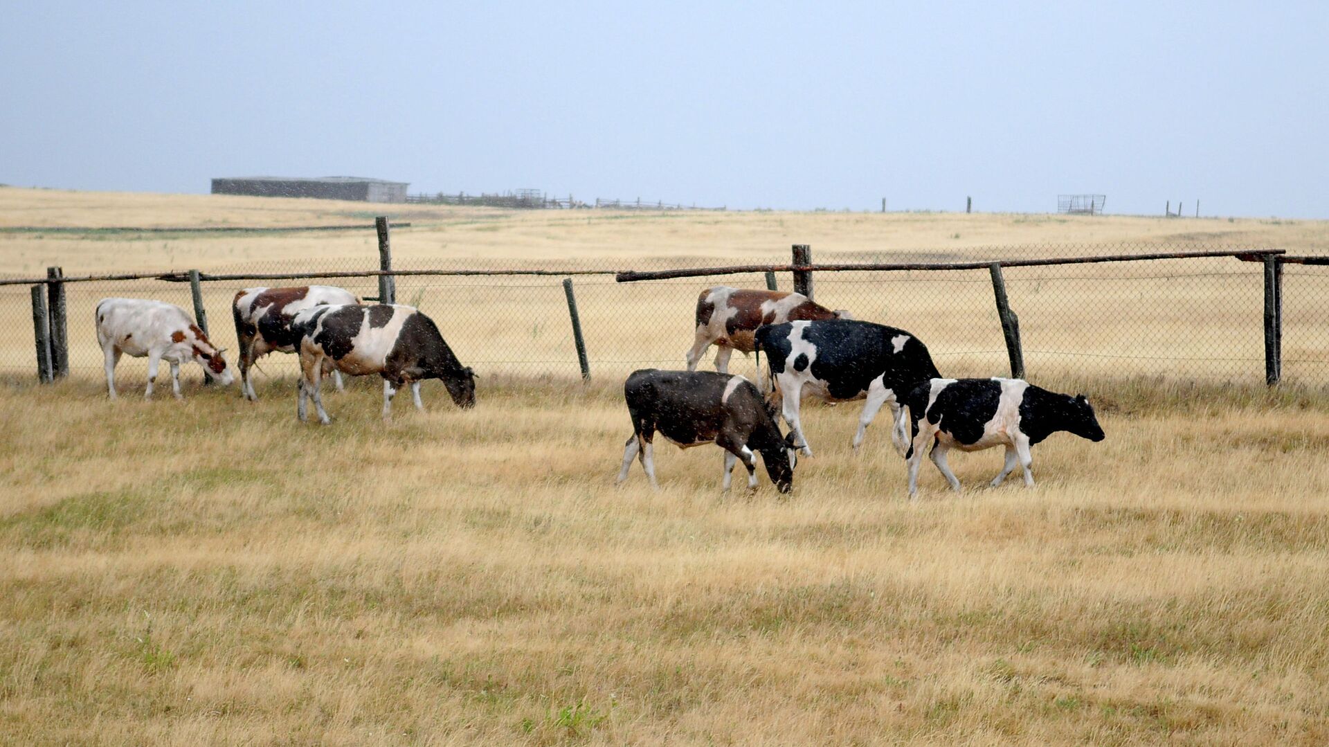 Коровы пасутся на высохшем поле, архивное фото - Sputnik Қазақстан, 1920, 08.11.2021