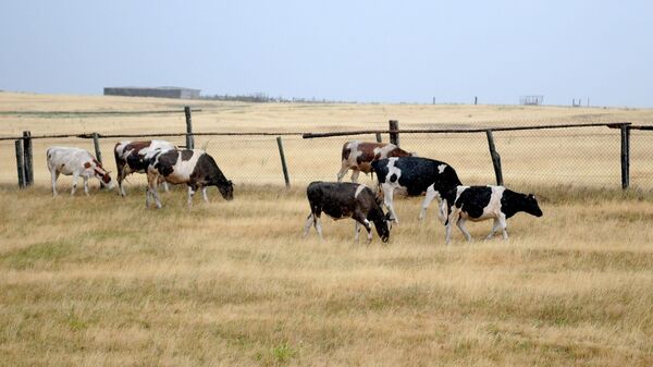 Коровы пасутся на высохшем поле, архивное фото - Sputnik Қазақстан