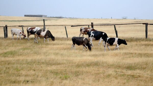 Коровы пасутся на высохшем поле, архивное фото - Sputnik Казахстан