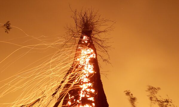 Горящее дерево в Бразилии - Sputnik Казахстан