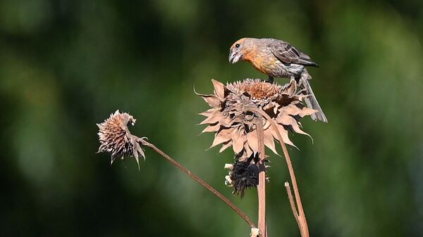 Птица на засохшем цветке в Калифорнии  - Sputnik Казахстан