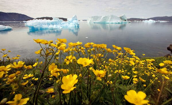 Дикие цветы напротив айсбергов в Гренландии  - Sputnik Казахстан