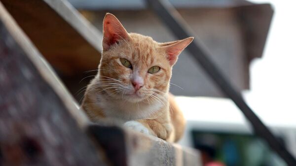 Кот на лестнице - Sputnik Казахстан