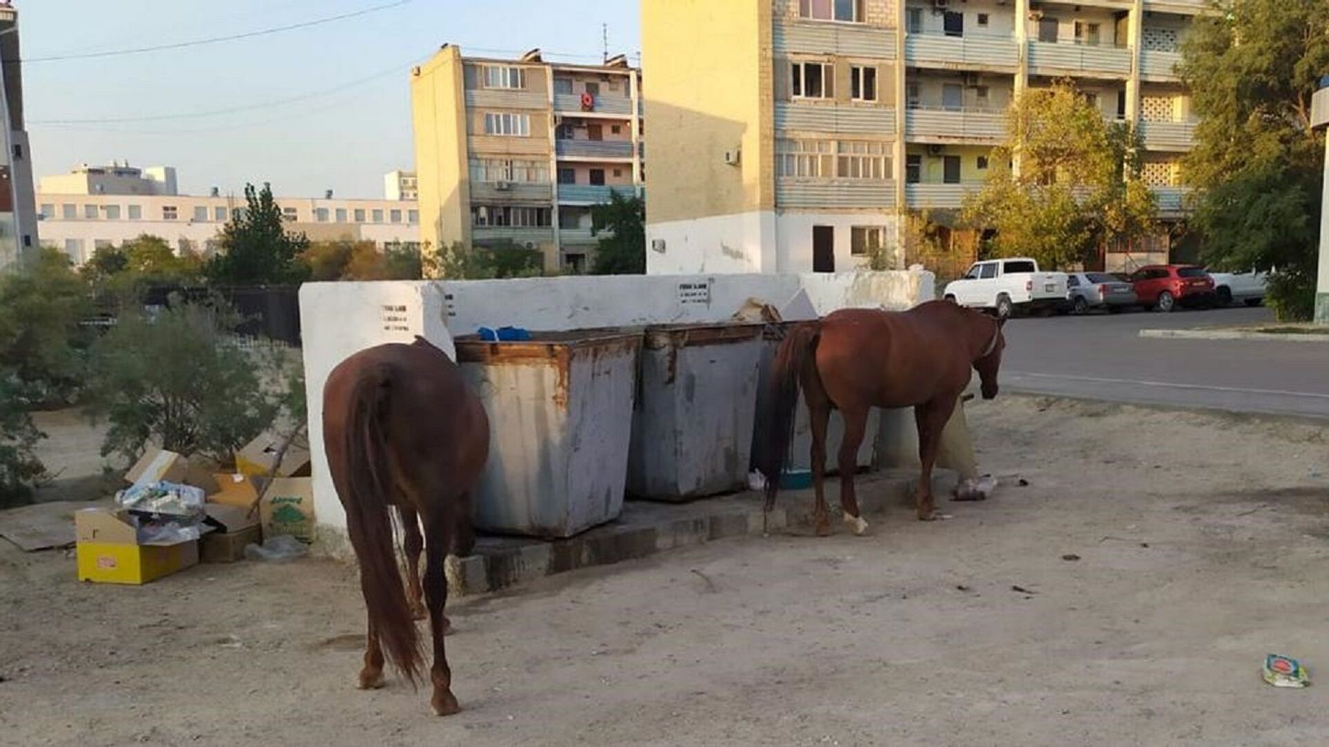 Лошади ищут еду в мусорках - Sputnik Казахстан, 1920, 22.09.2021