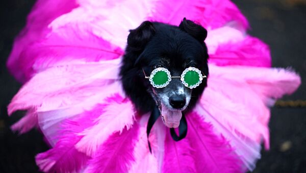 Участник ежегодного Хэллоуин-парада собак в Нью-Йорке  - Sputnik Казахстан