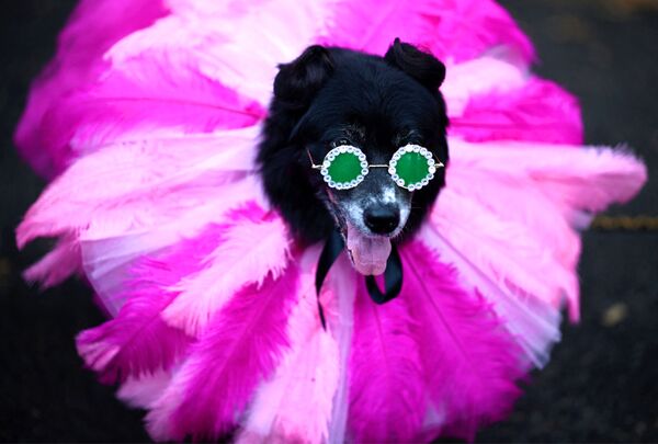 Участник ежегодного Хэллоуин-парада собак в Нью-Йорке  - Sputnik Қазақстан