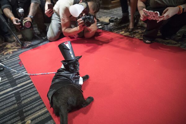 Кот Мерлин на красной ковровой дорожке во время показа кошачьей моды в отеле Algonquin в Нью-Йорке - Sputnik Қазақстан
