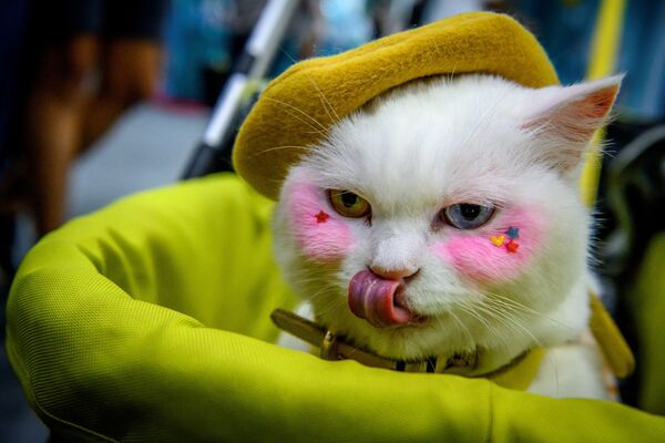 Разноглазая кошка на выставке в Бангкоке  - Sputnik Қазақстан