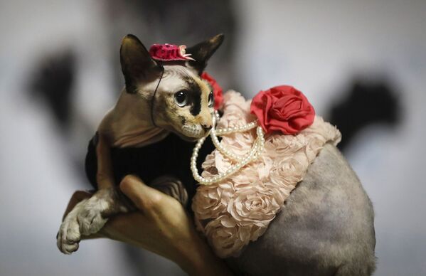 Женщина демонстрирует своего кота в модном костюме во время двухдневной выставки кошек в Минске, Белоруссия - Sputnik Қазақстан
