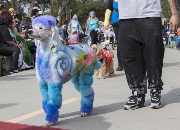 Собаки и их владельцы проходят по красной ковровой дорожке на ежегодном параде Haute Dog Howl'oween в Лонг-Бич, штат Калифорния - Sputnik Қазақстан