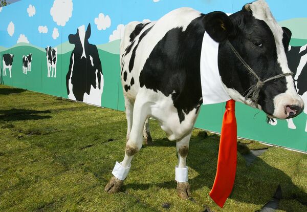 Корова демонстрирует галстук испанского дизайнера David Delfin в Сан-Себастьяне-де-лос-Рейес недалеко от Мадрида - Sputnik Қазақстан