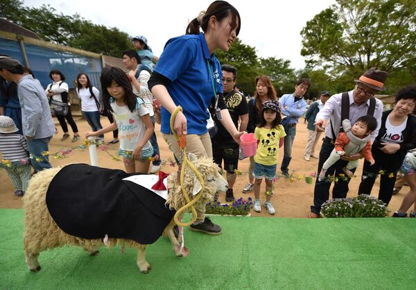 Овца в костюме ручной работы во время показа мод на ферме в Нарите, пригород Токио - Sputnik Қазақстан