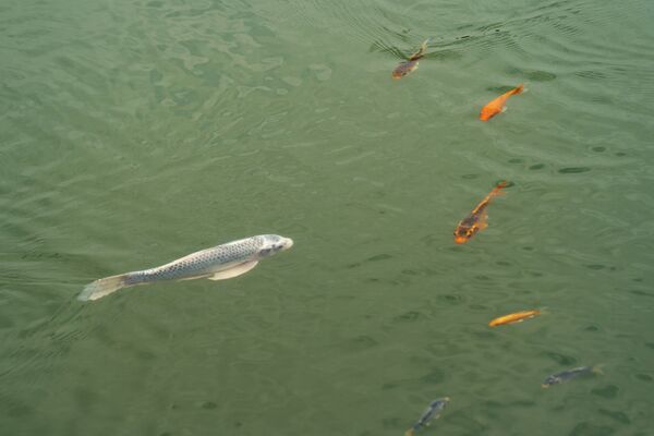 В прудах Ботанического сада кристально чистая вода, где плавают золотые рыбки - Sputnik Казахстан