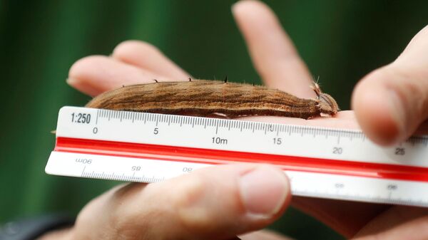 Измерение длины гусеницы в зоопарке ZSL Whipsnade в Великобритании  - Sputnik Казахстан