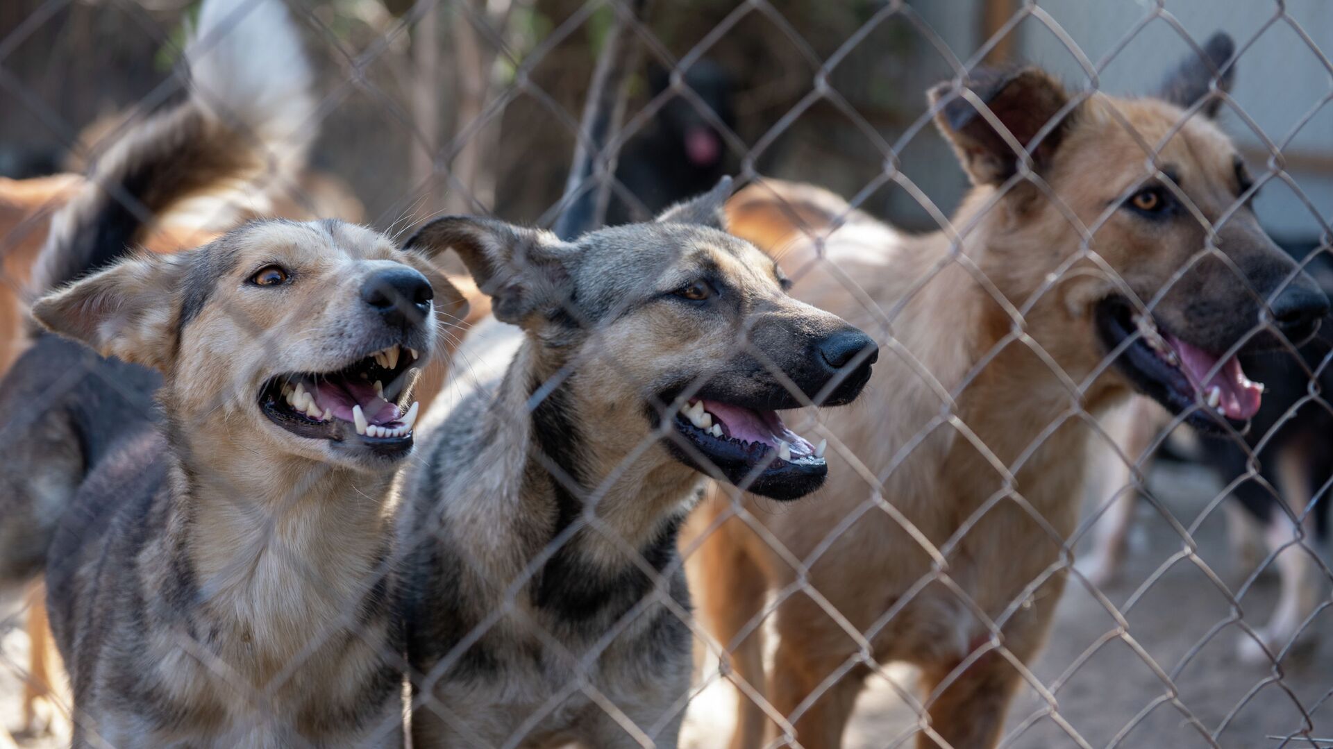 87 собак и 11 кошек обнаружили зооволонтеры на черной передержке в дачном поселке Али - Sputnik Казахстан, 1920, 10.12.2021
