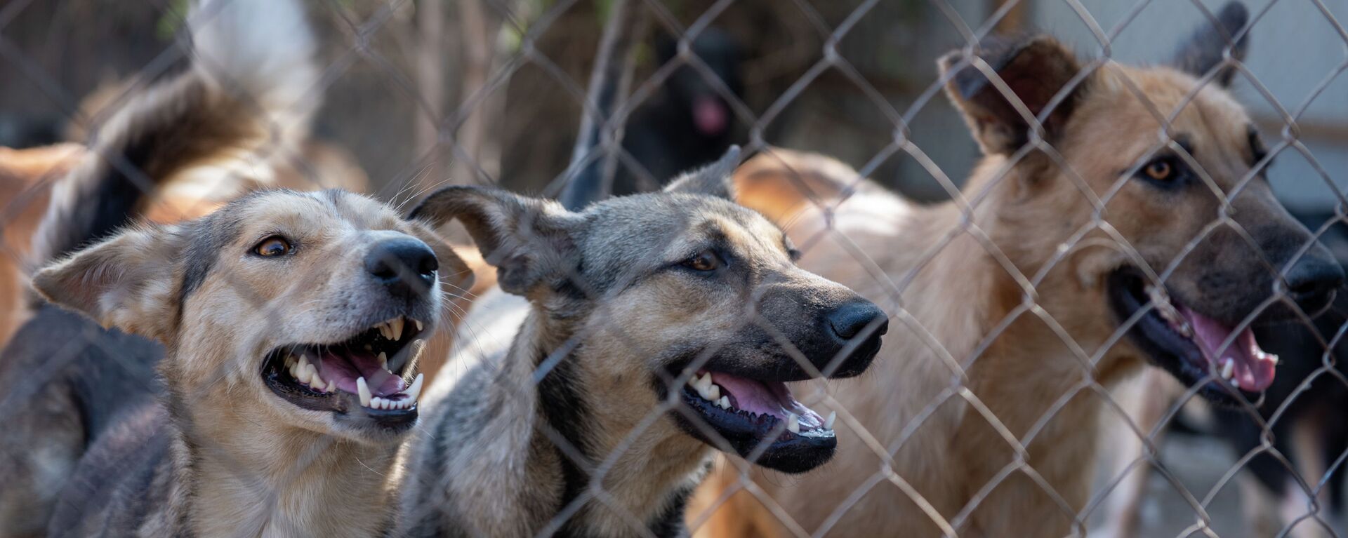 87 собак и 11 кошек обнаружили зооволонтеры на черной передержке в дачном поселке Али - Sputnik Казахстан, 1920, 08.05.2022
