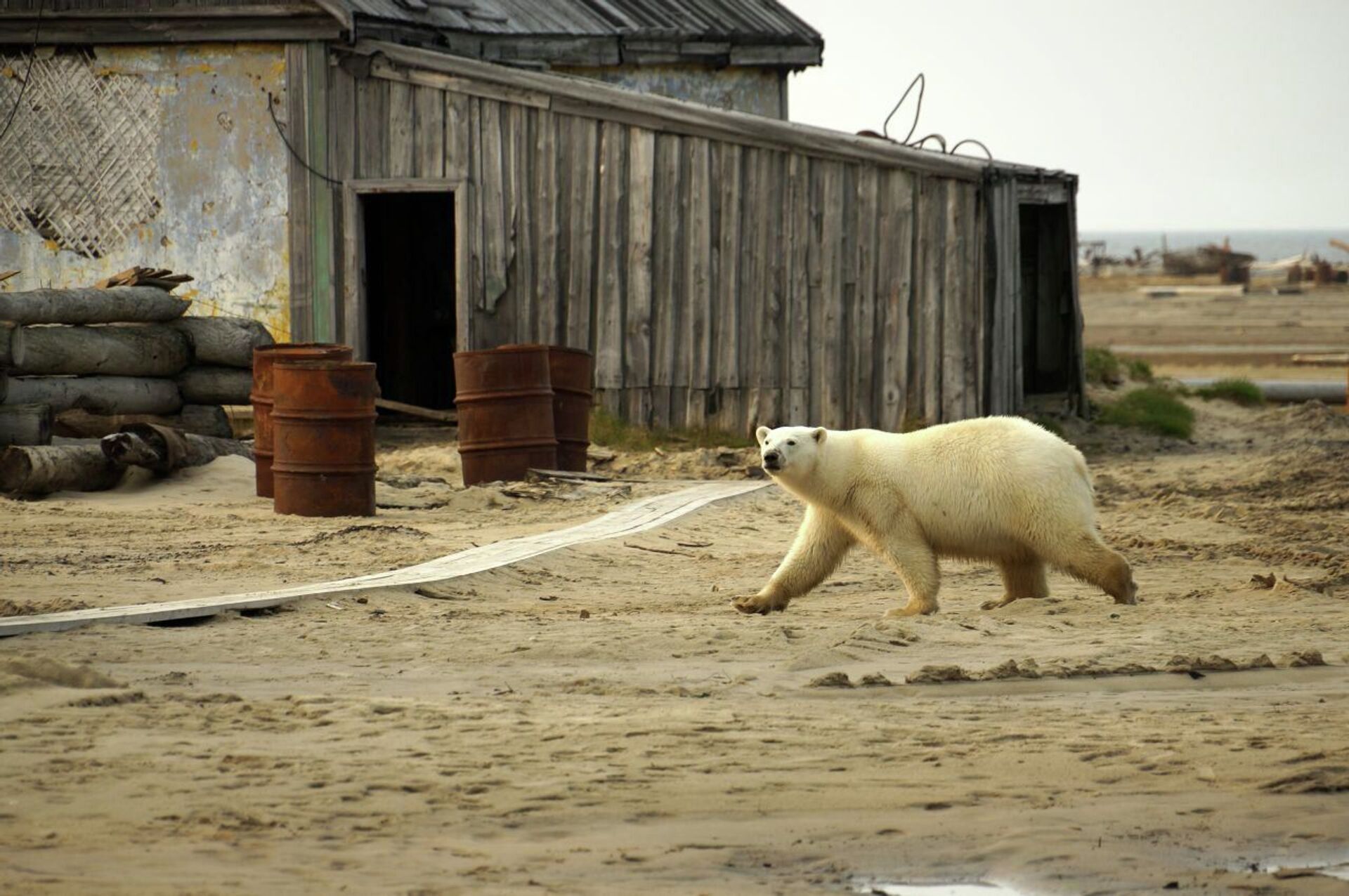 Как я провел лето... в Арктике: почему нельзя стоять между белым медведем и водой - Sputnik Казахстан, 1920, 02.09.2021