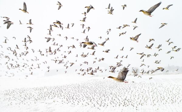 Снимок Pink-Footed Geese Meeting the Winter фотографа Terje Kolaas, победивший в конкурсе Drone Awards 2021  - Sputnik Казахстан