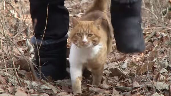 Запуганный кот разрыдался от любви мужчины, который стал его первым другом Животное в кризисе - видео - Sputnik Казахстан