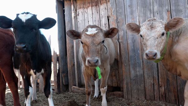 Не сможем прокормить детей: почему сельчане близ Нур-Султана массово избавляются от скота - видео - Sputnik Казахстан