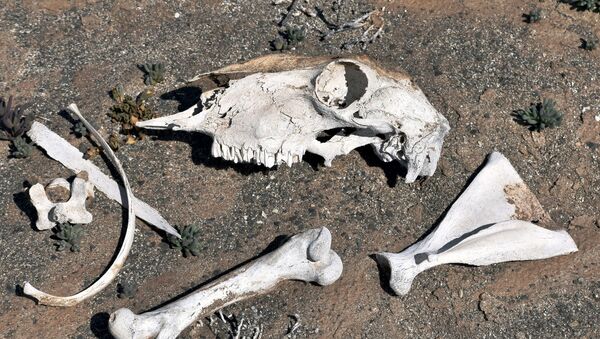 Кости погибшего животного в пустыне, иллюстративное фото - Sputnik Казахстан