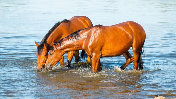 Лошади на водопое - Sputnik Казахстан