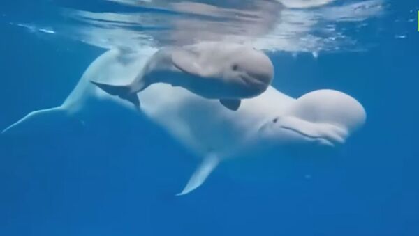 В Приморском океанариуме белуха впервые в России родила детёныша в неволе - Sputnik Казахстан
