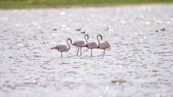 Главной достопримечательностью озера Талдыколь в Нур-Султане являются фламинго, которые отдыхают здесь во время перелетов осенью и весной.  - Sputnik Казахстан