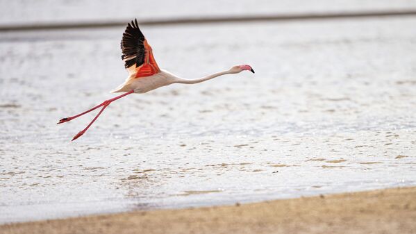 Фламинго взлетает над водой на Талдыколе - озере, которому грозит уничтожение в Нур-Султане.  - Sputnik Казахстан