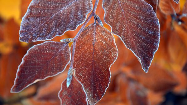 Иней на осенних листьях, иллюстративное фото - Sputnik Қазақстан
