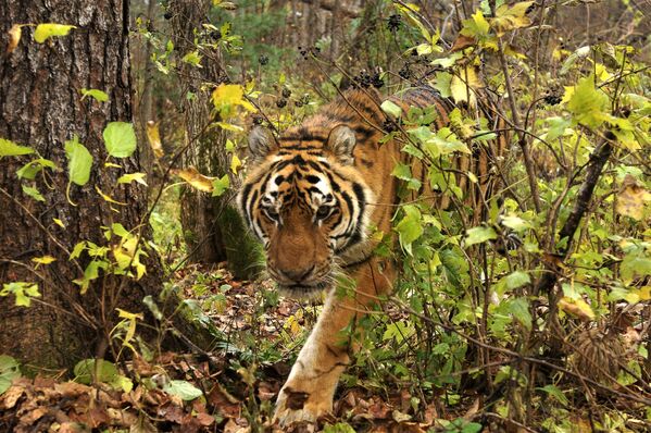 Амурский тигр может появиться в Казахстане не ранее 2024 года; через 50 лет, по прогнозам ученых, на территории Казахстана может обитать от 150 тигров. - Sputnik Казахстан