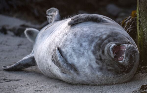  Тюлень катается на спине на пляже в Германии - Sputnik Казахстан
