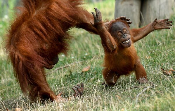 Маленький орангутанг играет со своей матерью в зоопарке Pairi Daiza в Брюгелетте, Бельгия - Sputnik Казахстан