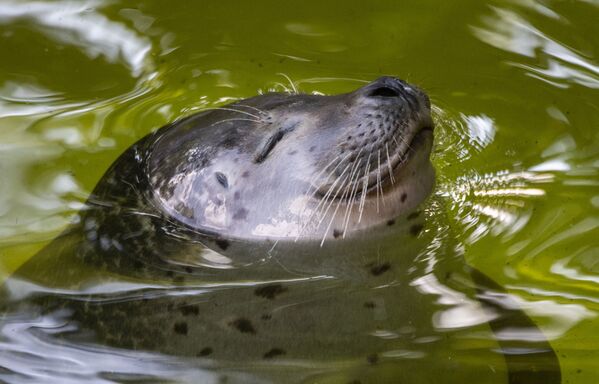 Тюлень купается в пруду в берлинском зоопарке Zoologischer Garten - Sputnik Казахстан