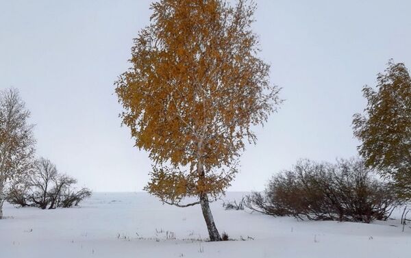 Осенняя береза в октябрьском снегу близ села Каражар в Восточно-Казахстанской области  - Sputnik Казахстан