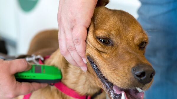 Электронный чип собаки проверяет ветеринар, архивное фото  - Sputnik Қазақстан