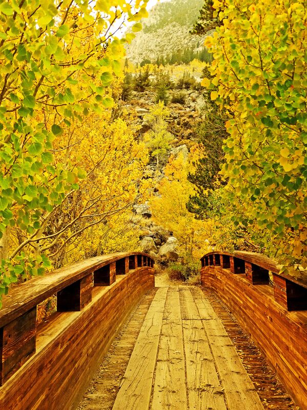 Осенняя листва на мосту в штате Калифорния - Sputnik Казахстан