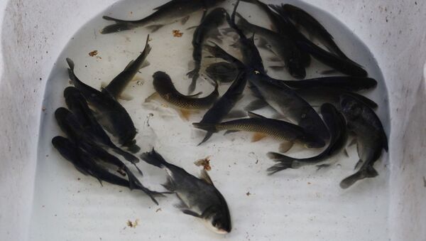 В Кояндинское водохранилище выпущено более 90 тысяч годовиков ценных пород рыб - Sputnik Қазақстан