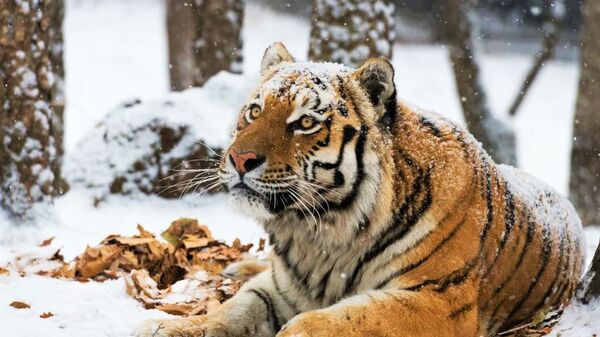 Тигр на снегу  - Sputnik Казахстан